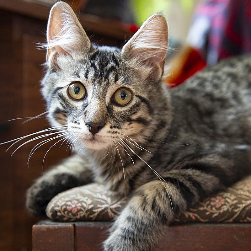 Cyprus (& Mykonos), a Adoptable Domestic Long Hair in Chicago, IL image 5/6