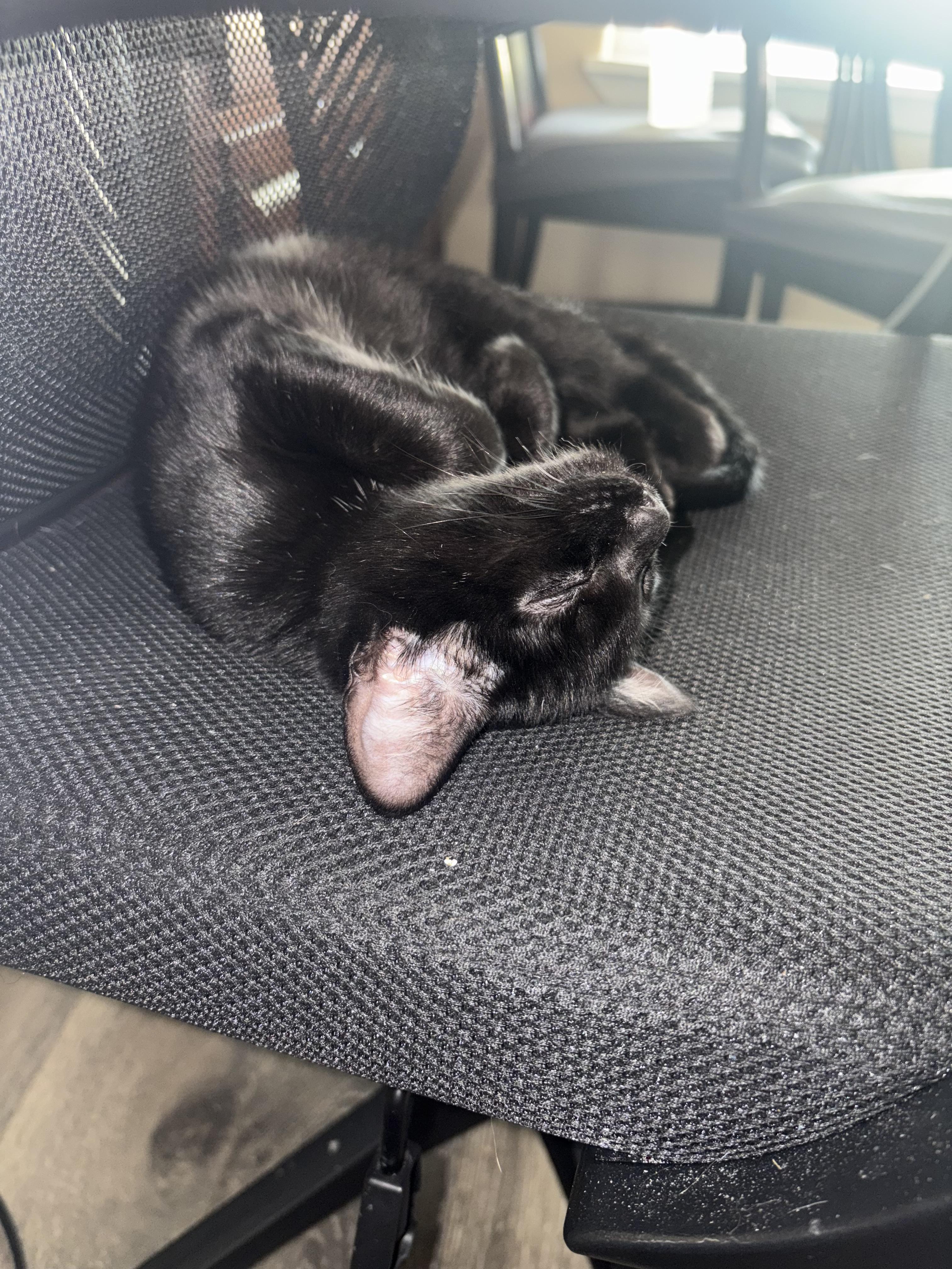 Enlarge Magic, a Adopted American Shorthair in Forney, TX image 3/4