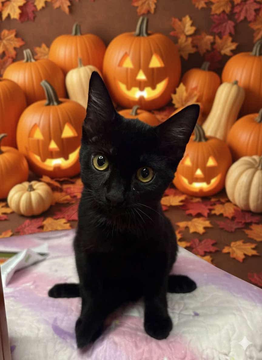 Magic, Adopted, Young Male American Shorthair.