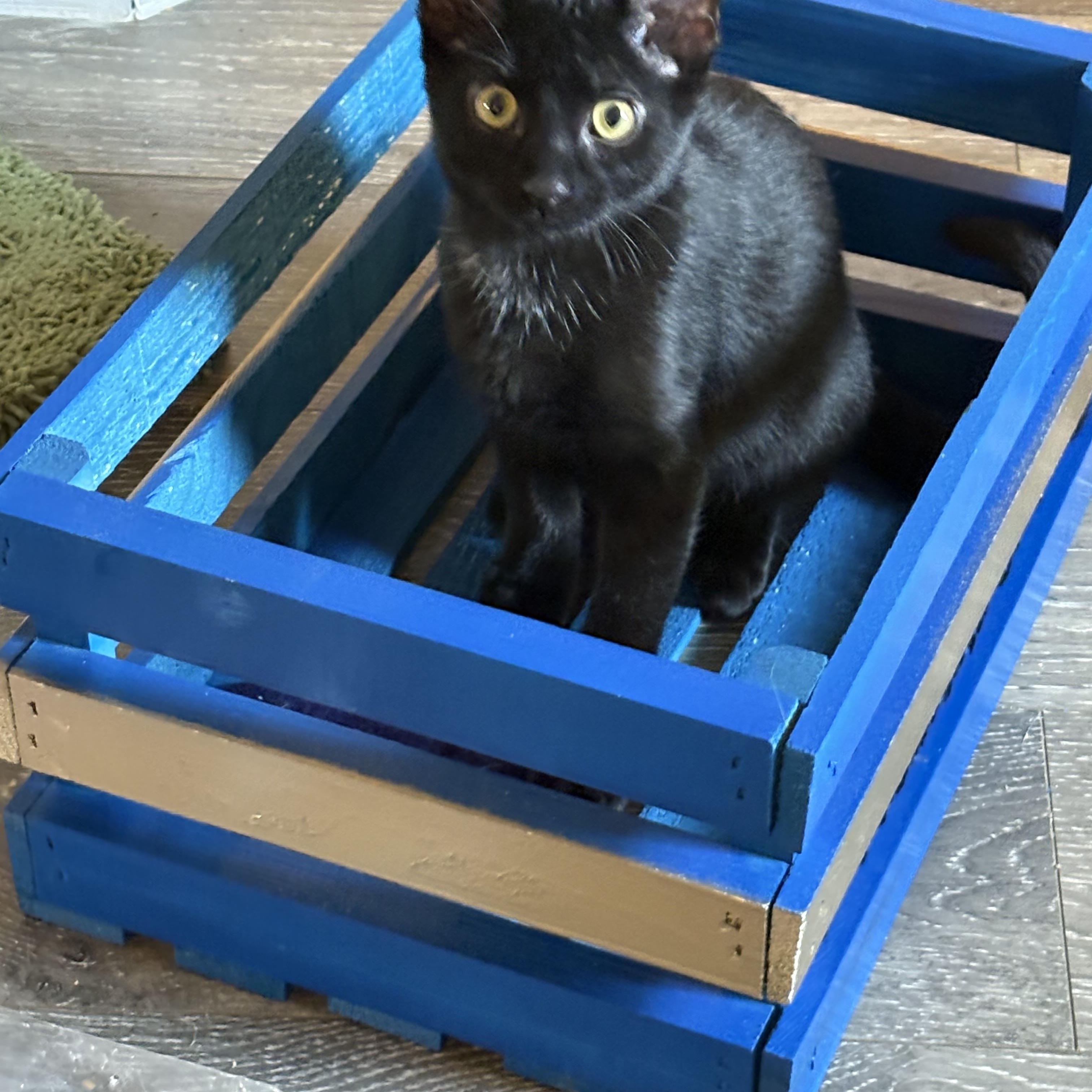 Enlarge Magic, a Adopted American Shorthair in Forney, TX image 4/4