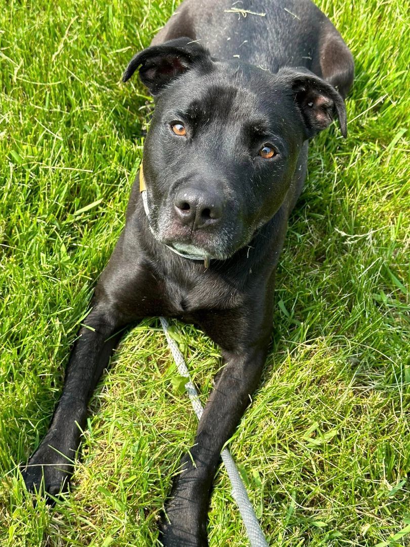 Enlarge Lincoln, a Adoptable mixed breed in Lake Odessa, MI image 2/6