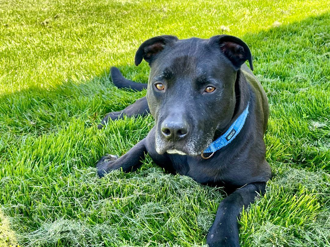 Enlarge Lincoln, a Adoptable mixed breed in Lake Odessa, MI image 1/6