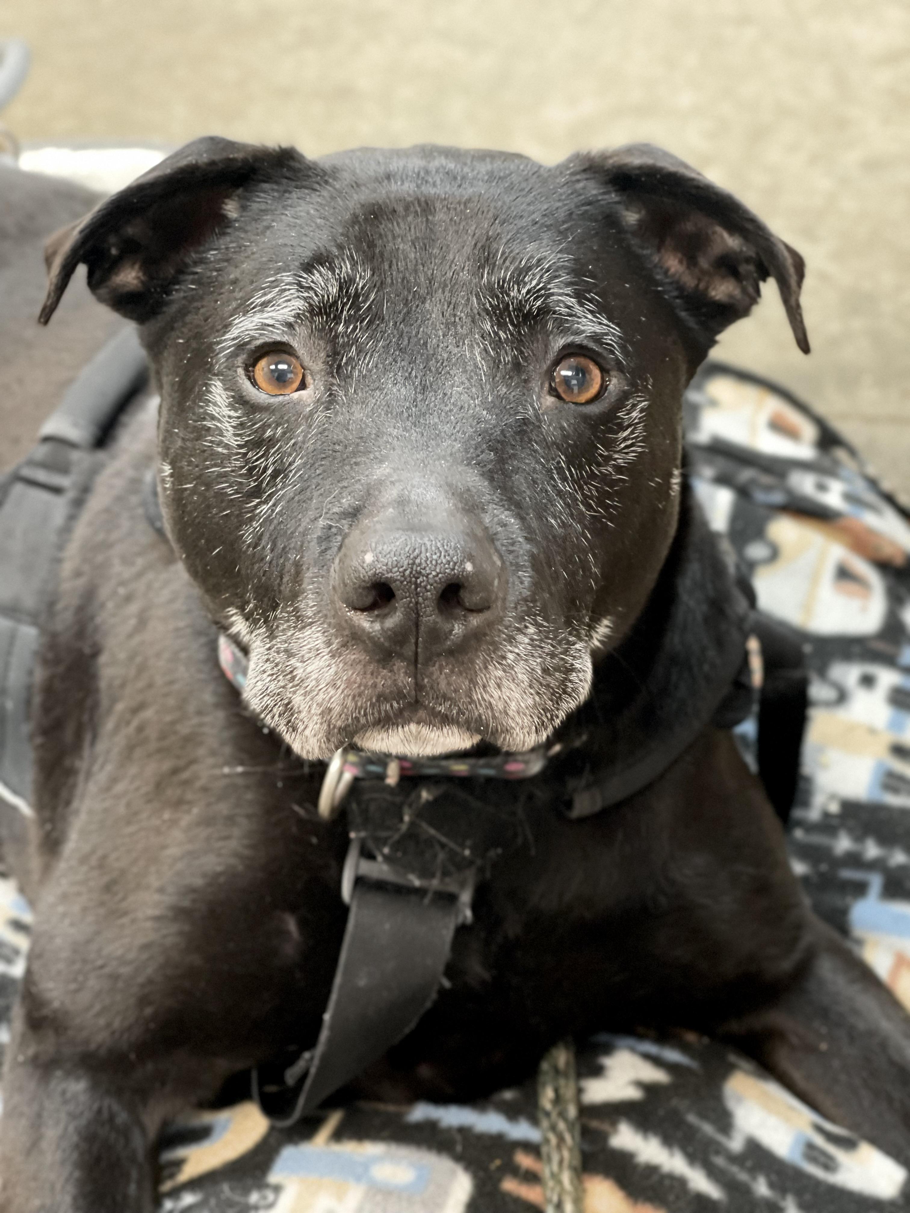 Enlarge Lincoln, a Adoptable mixed breed in Lake Odessa, MI image 6/6