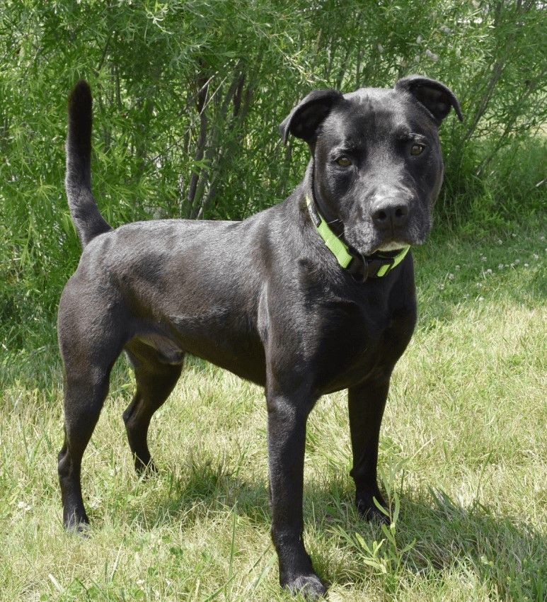 Lincoln, an adoptable Labrador Retriever, Terrier in Lake Odessa, MI, 48849 | Photo Image 3