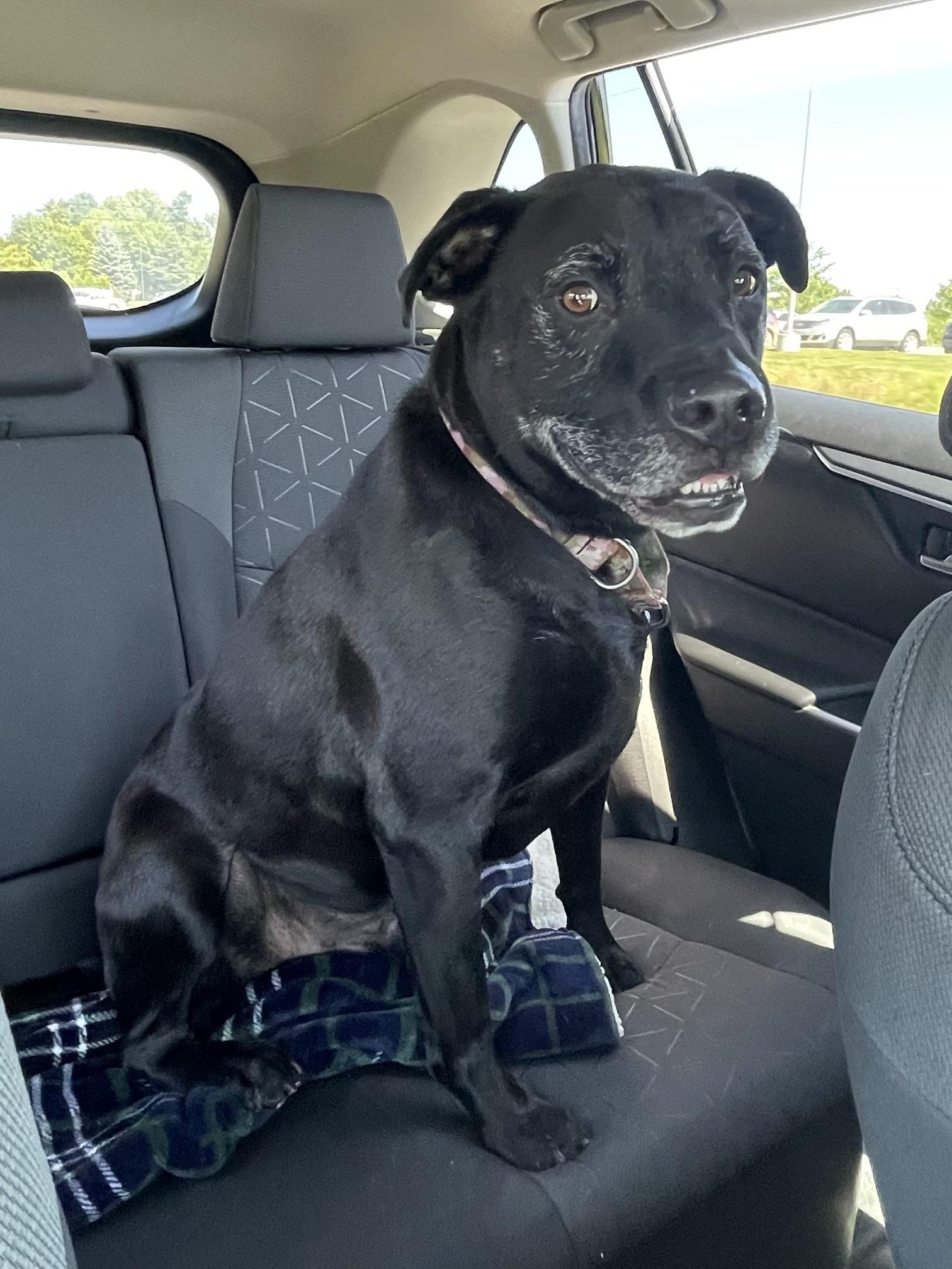 Enlarge Lincoln, a Adoptable mixed breed in Lake Odessa, MI image 4/6