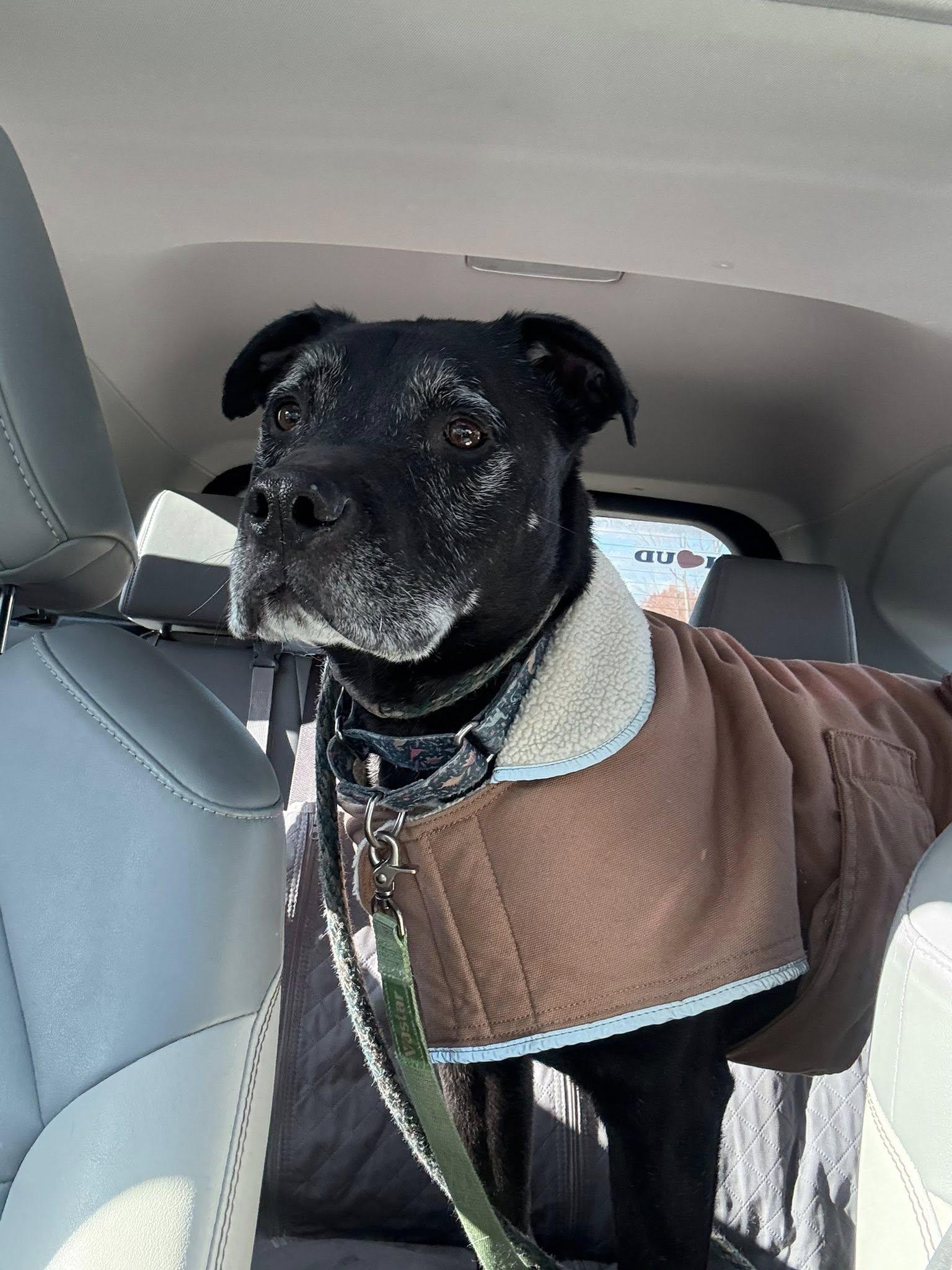 Enlarge Lincoln, a Adoptable mixed breed in Lake Odessa, MI image 5/6