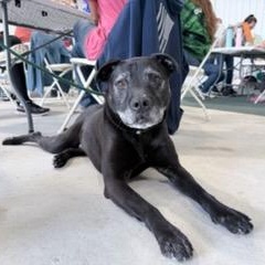 Enlarge Lincoln, a Adoptable mixed breed in Lake Odessa, MI image 2/6