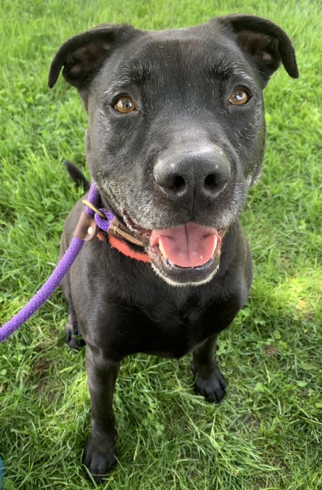 Enlarge Lincoln, a Adoptable mixed breed in Lake Odessa, MI image 5/6