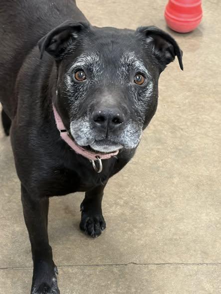 Lincoln, Adoptable, Senior Male Labrador Retriever & Terrier.