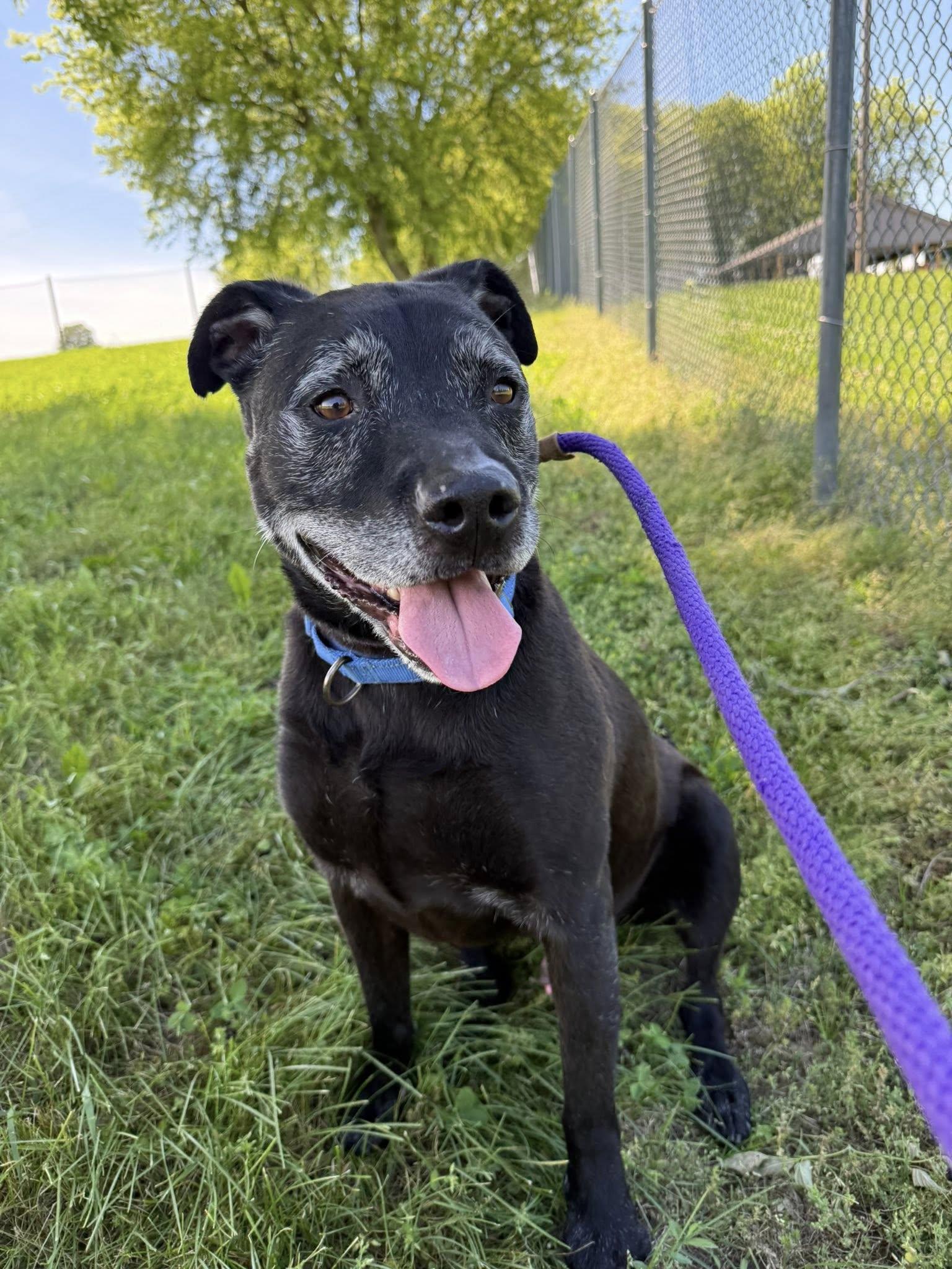 Enlarge Lincoln, a Adoptable mixed breed in Lake Odessa, MI image 3/6