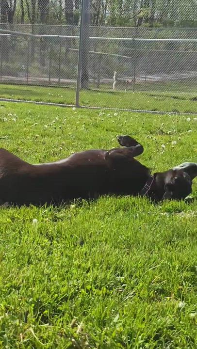 Enlarge Lincoln, a Adoptable mixed breed in Lake Odessa, MI video 4/6