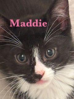 Maddie