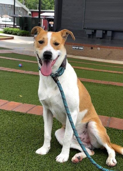 Finn, Adoptable, Young Male Collie.