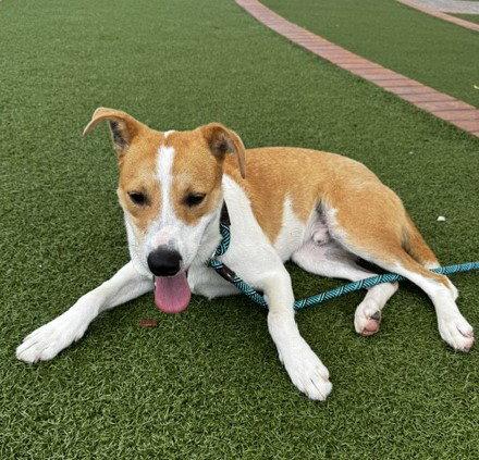 Enlarge Finn, a Adoptable Collie in Carrollton, GA image 2/3
