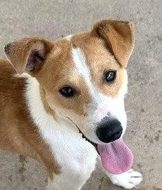 Enlarge Finn, a Adoptable Collie in Carrollton, GA image 3/3
