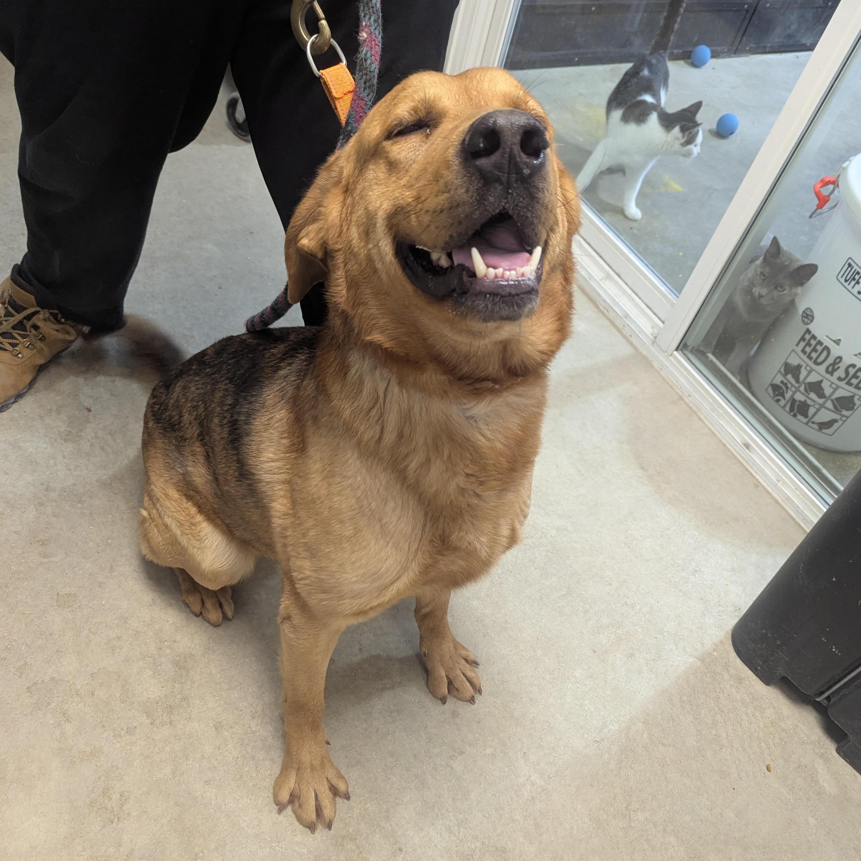 Hoss, an adoptable mixed breed in Blue Earth, MN image 2/2