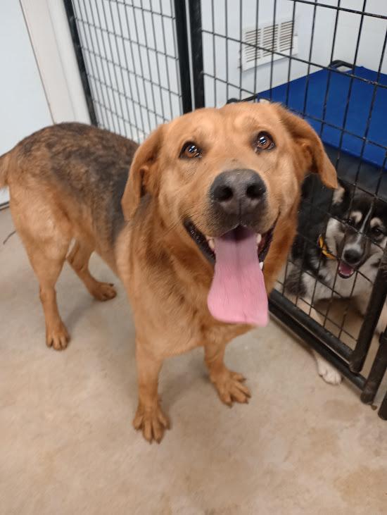 Enlarge Hoss, an adoptable mixed breed in Blue Earth, MN image 1/1