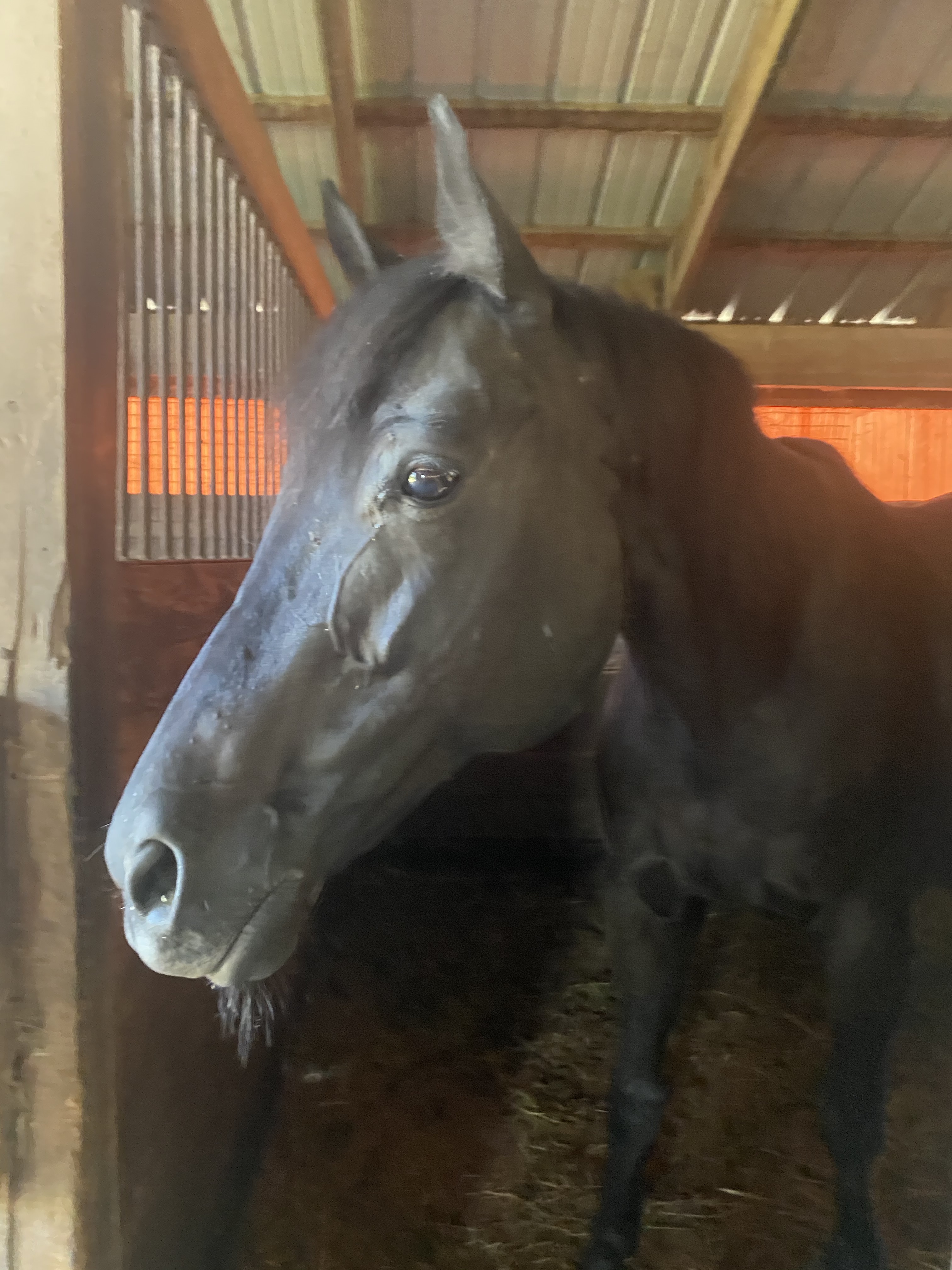 Enlarge Darling , a Adopted Thoroughbred in Perkasie, PA image 1/2