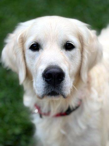 Enlarge Maia, a Adoptable Golden Retriever in Bedford Hills, NY image 2/4