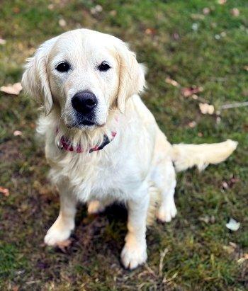 Maia, Adoptable, Young Female Golden Retriever.