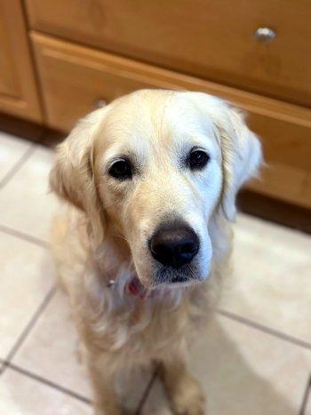 Enlarge Maia, a Adoptable Golden Retriever in Bedford Hills, NY image 4/4