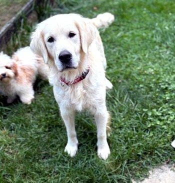 Enlarge Maia, a Adoptable Golden Retriever in Bedford Hills, NY image 3/4