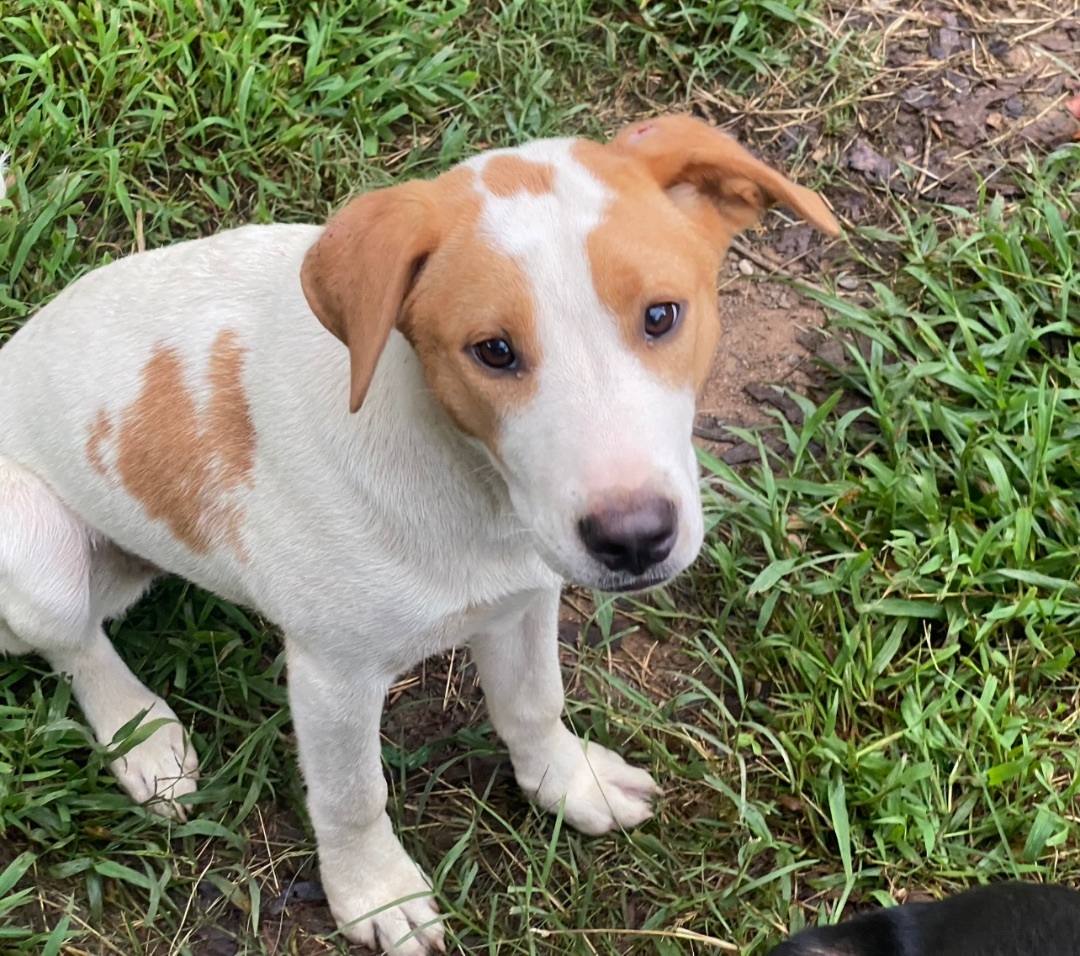 Enlarge Penny , a Adopted Mixed Breed in Hot Springs, AR image 1/1