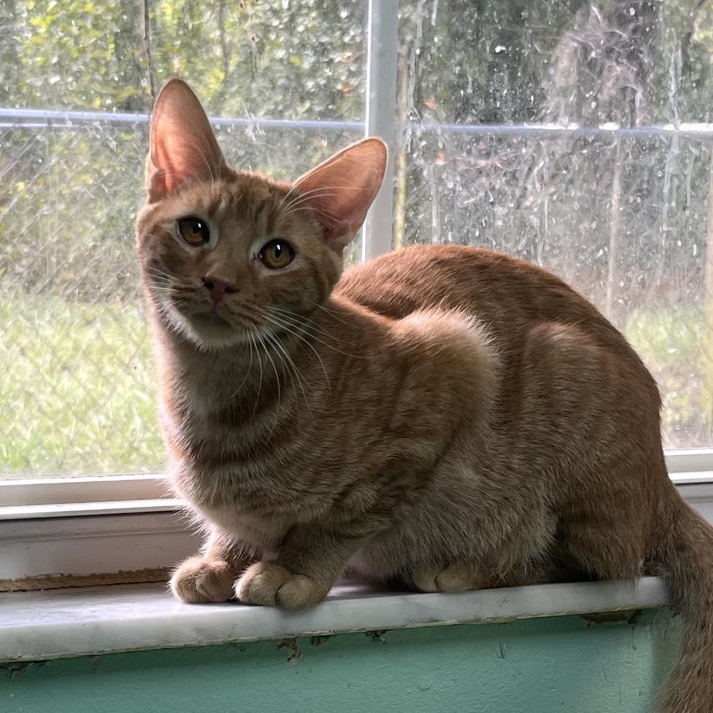 Enlarge Hamilton, a Adoptable American Shorthair in Melrose, FL image 1/2