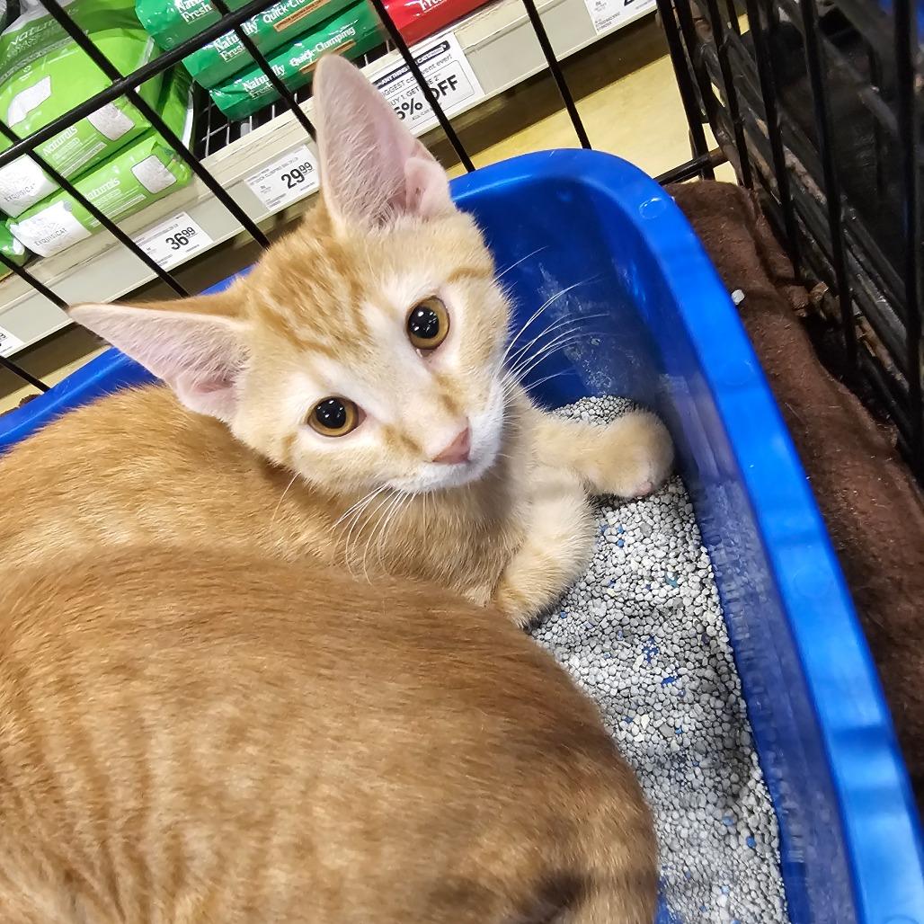 Enlarge Hamilton, a Adoptable American Shorthair in Melrose, FL image 2/2