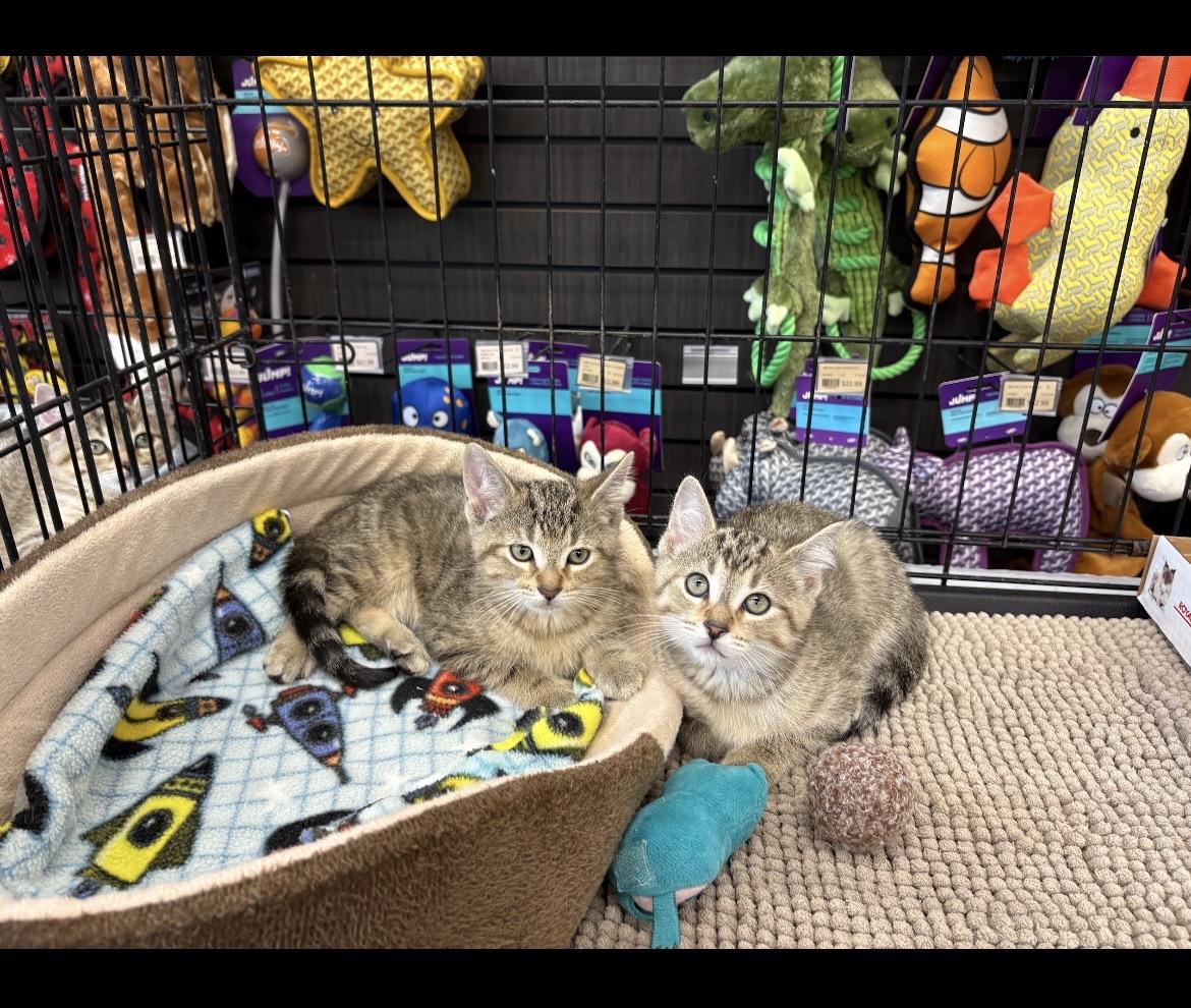 Enlarge Kitten Adoption, a Adopted Domestic Short Hair in Mississauga, ON image 4/5