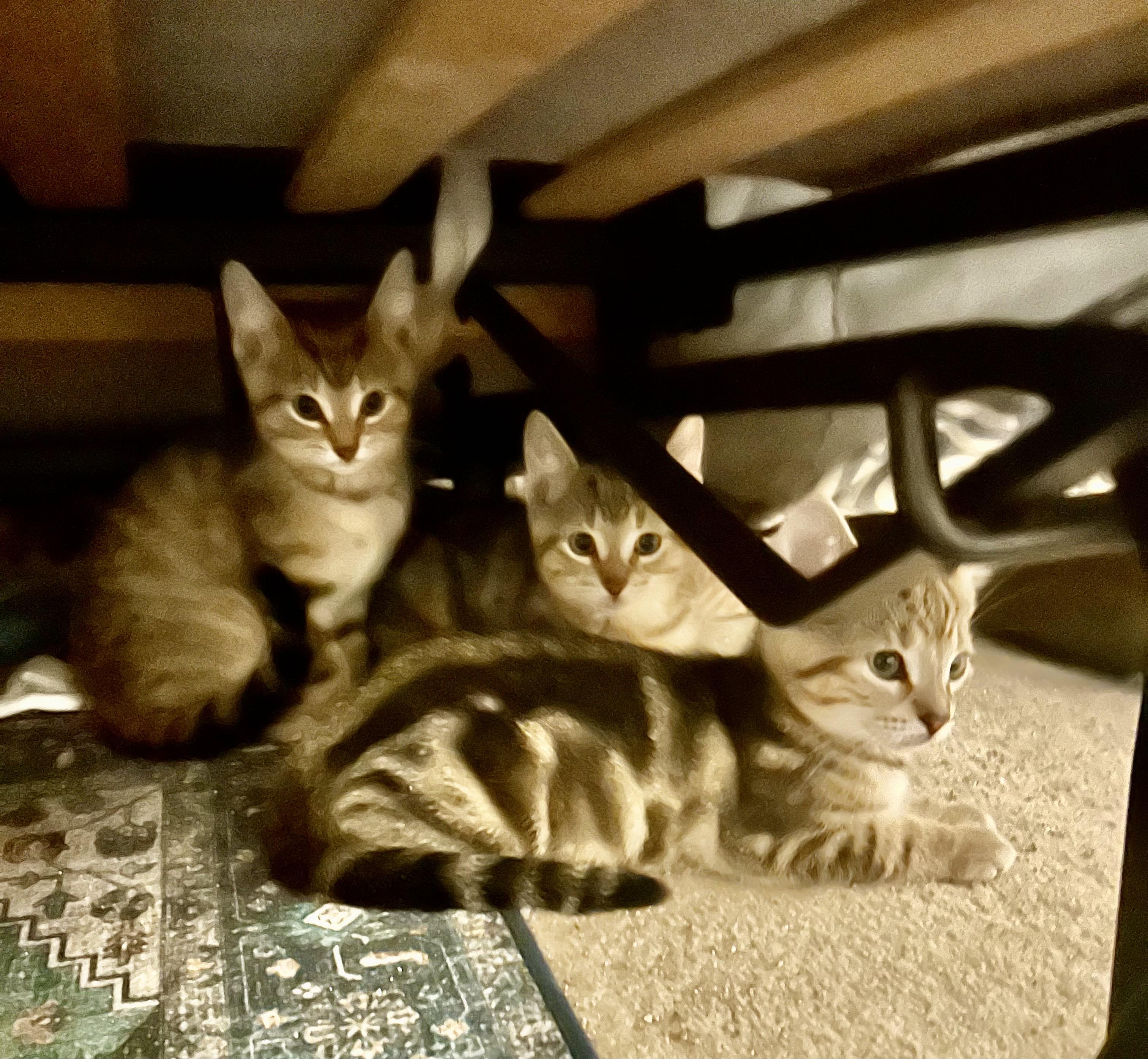Enlarge Kitten Adoption, a Adopted Domestic Short Hair in Mississauga, ON image 2/5
