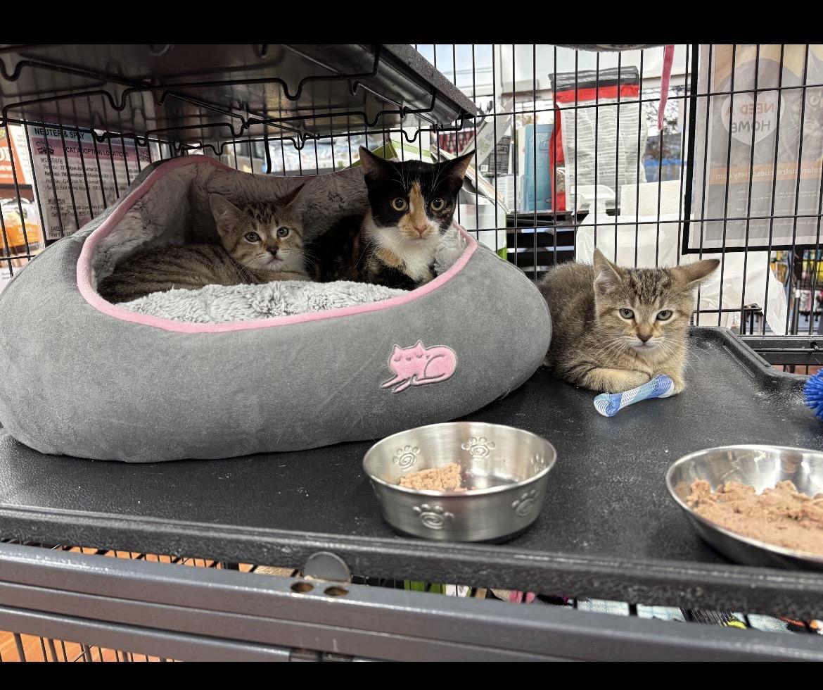 Kitten Adoption, Adopted, Kitten Male Domestic Short Hair.