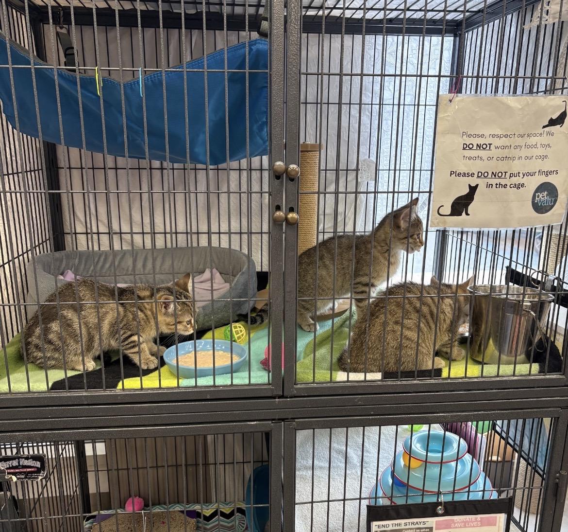 Enlarge Kitten Adoption, a Adopted Domestic Short Hair in Mississauga, ON image 3/5