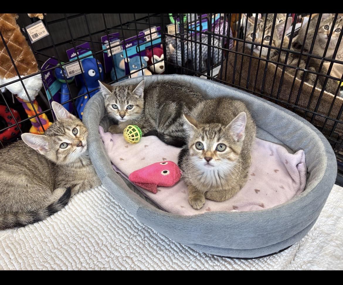 Enlarge Kitten Adoption, a Adopted Domestic Short Hair in Mississauga, ON image 5/5