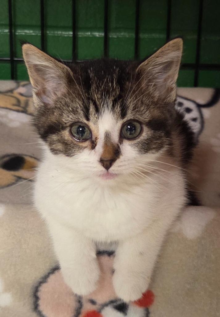 Hubba Bubba, a Adoptable mixed breed in Olean, NY image 2/4