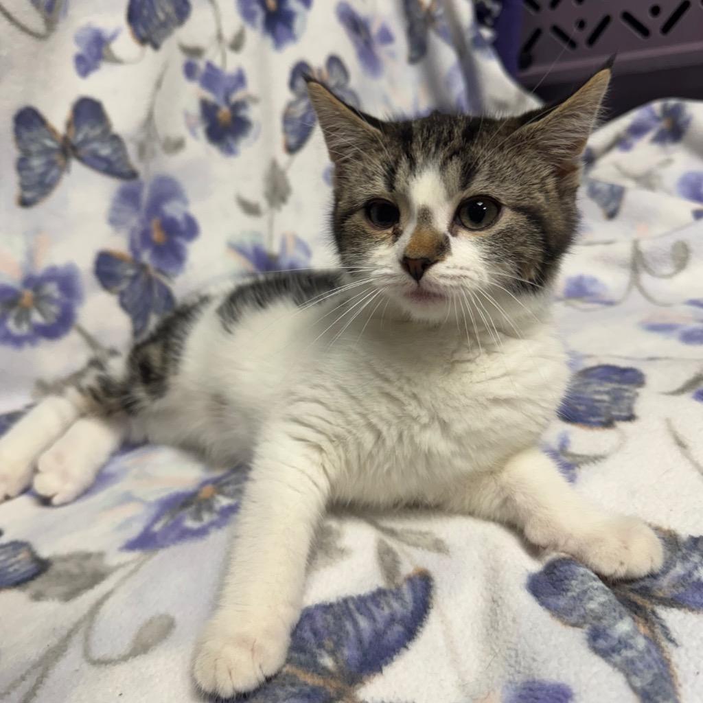 Hubba Bubba, a Adoptable mixed breed in Olean, NY image 3/4