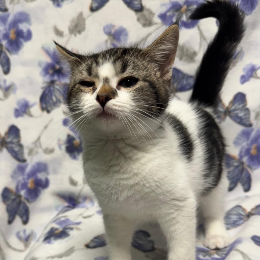 Hubba Bubba, a Adoptable mixed breed in Olean, NY image 4/4