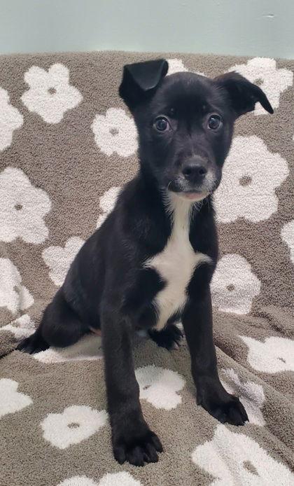 Fern (6903), Adopted, Puppy Female Labrador Retriever.