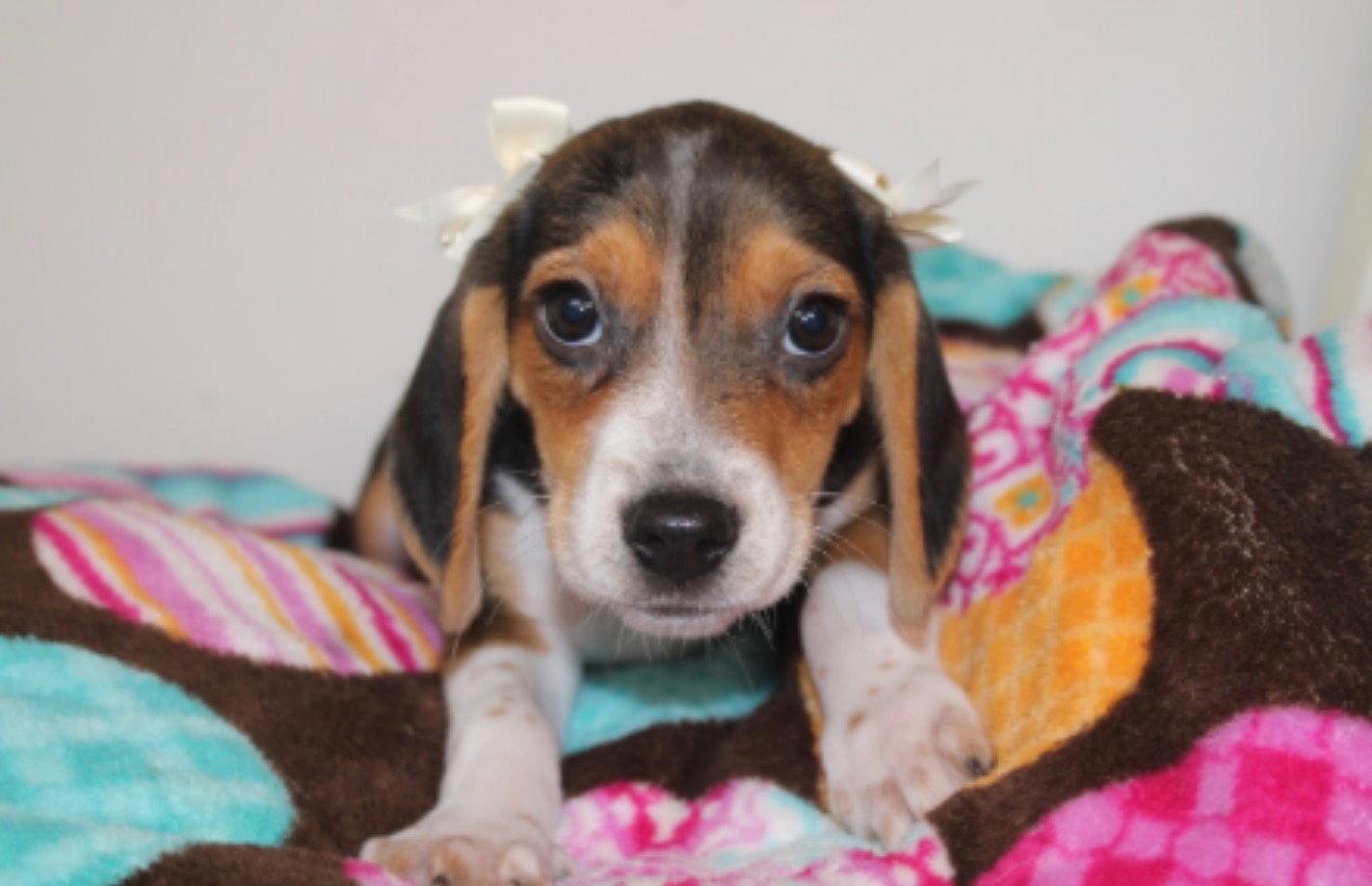 Barbie, Adoptable, Young Female Beagle.