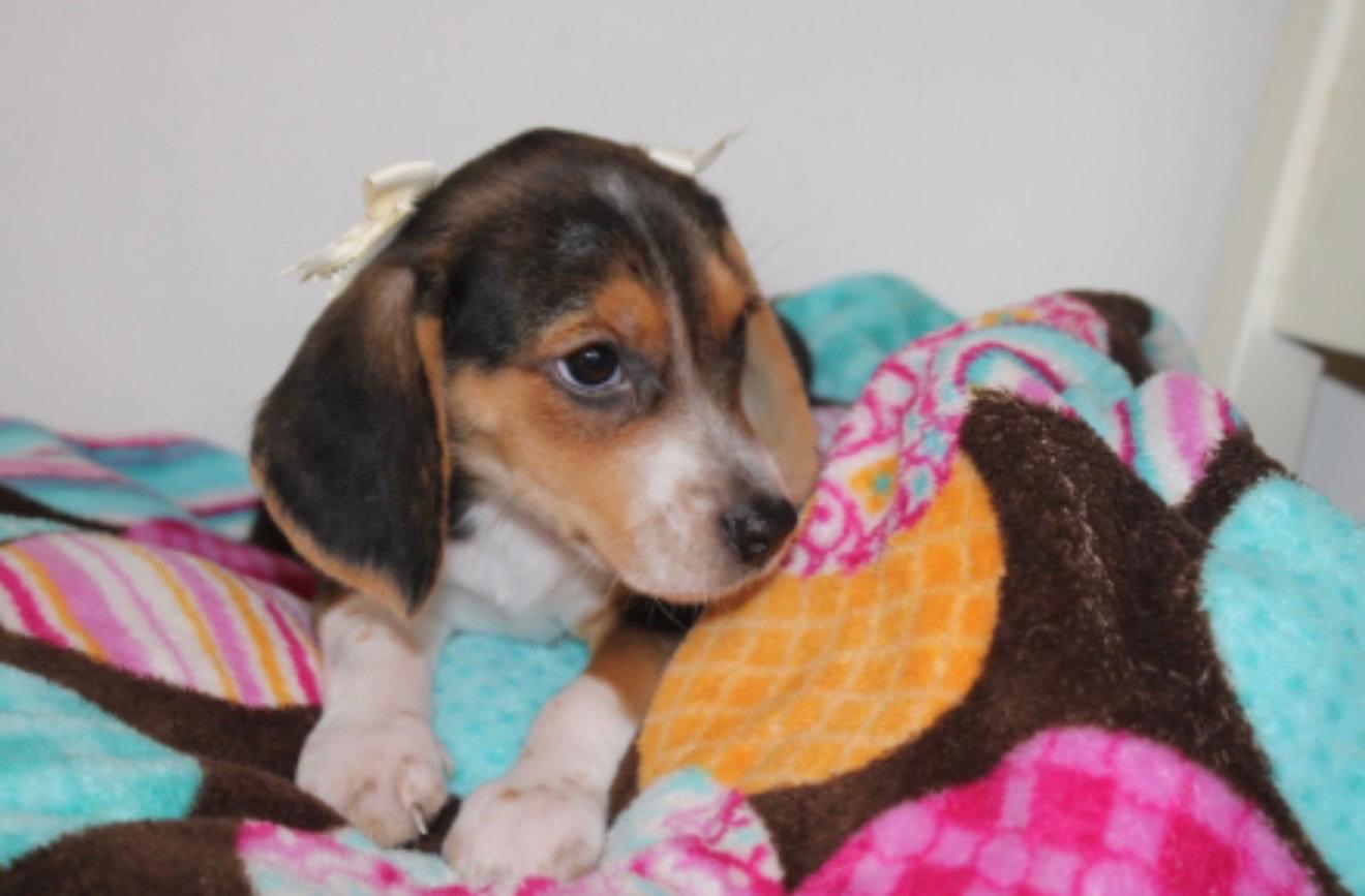 Enlarge Barbie, a Adoptable Beagle in Tenafly, NJ image 2/2