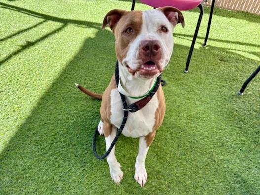 LUNA, Adoptable, Young Female Pit Bull Terrier & Mixed Breed.
