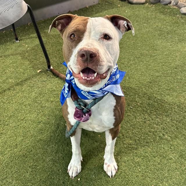 LUNA, Adoptable, Adult Female Pit Bull Terrier & Mixed Breed.