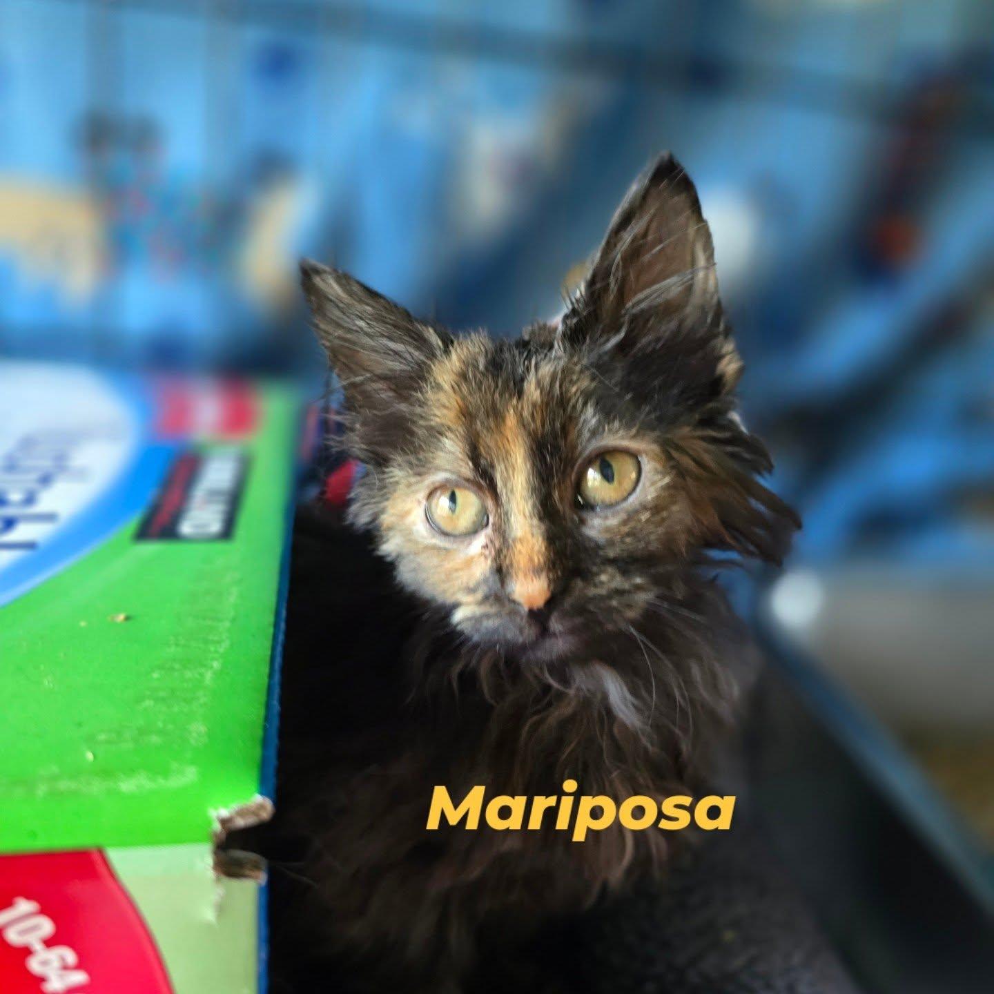 Enlarge Mariposa, an adoptable mixed breed in Santa Clara, CA image 4/4