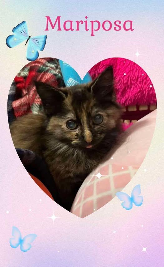 Enlarge Mariposa, an adoptable mixed breed in Santa Clara, CA image 3/4