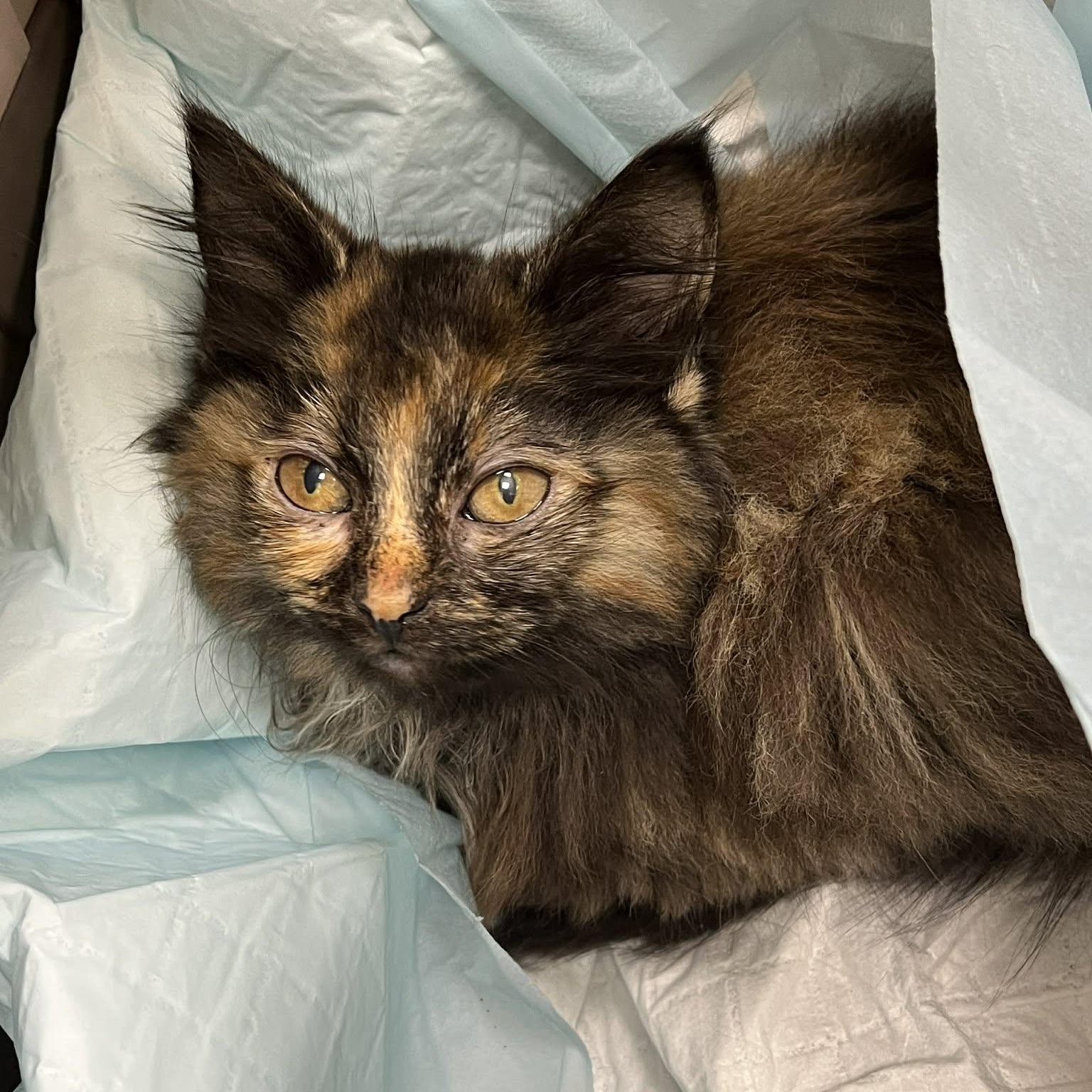 Enlarge Mariposa, an adoptable mixed breed in Santa Clara, CA image 2/4