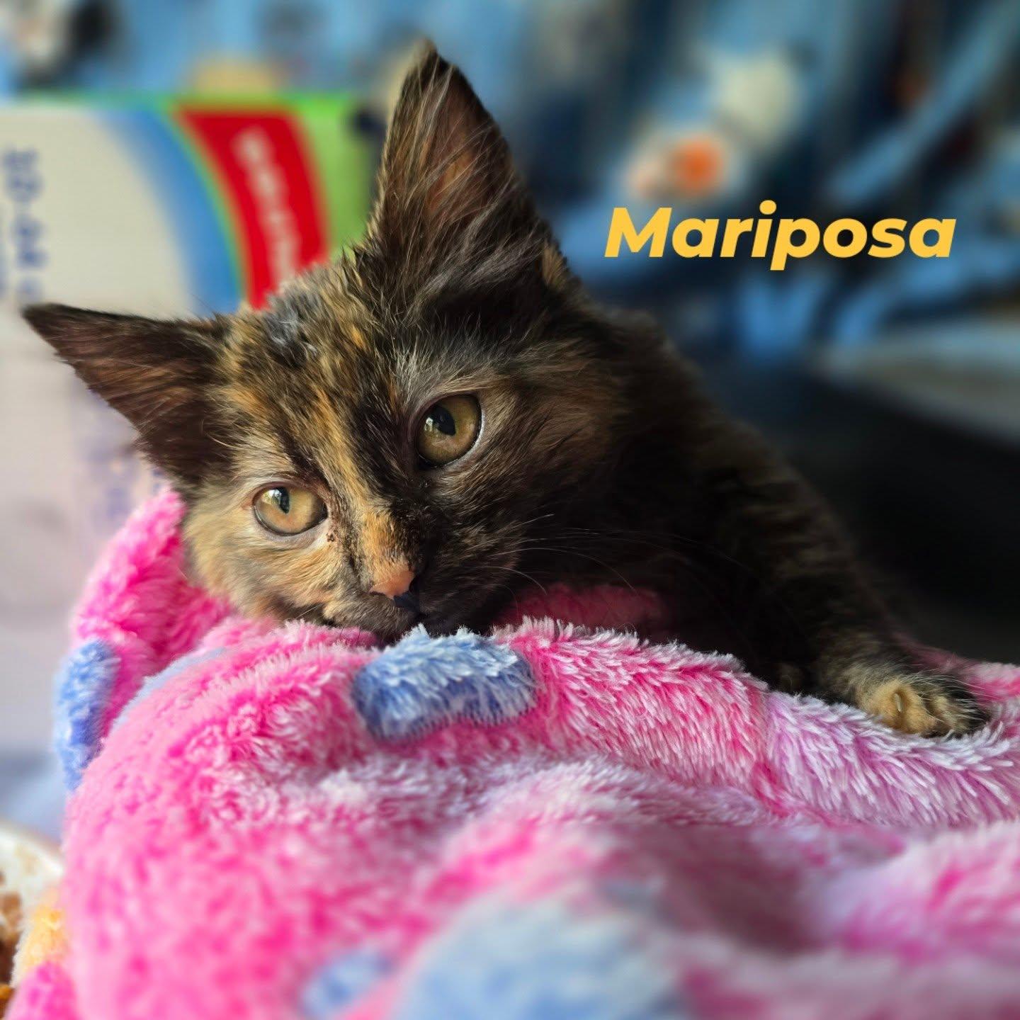 Enlarge Mariposa, an adoptable mixed breed in Santa Clara, CA image 1/4
