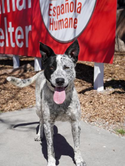 Enlarge Kora, a ADOPTABLE mixed breed in Fort Collins, CO image 2/3