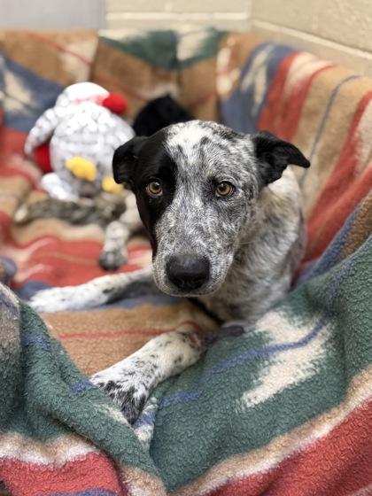 Enlarge Kora, a ADOPTABLE mixed breed in Fort Collins, CO image 1/3