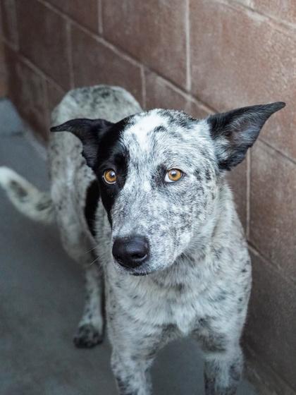 Enlarge Kora, a ADOPTABLE mixed breed in Fort Collins, CO image 3/3