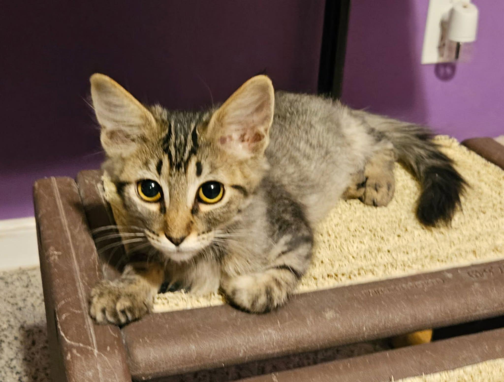 Bluebell, adopted, Kitten Female Domestic Medium Hair.